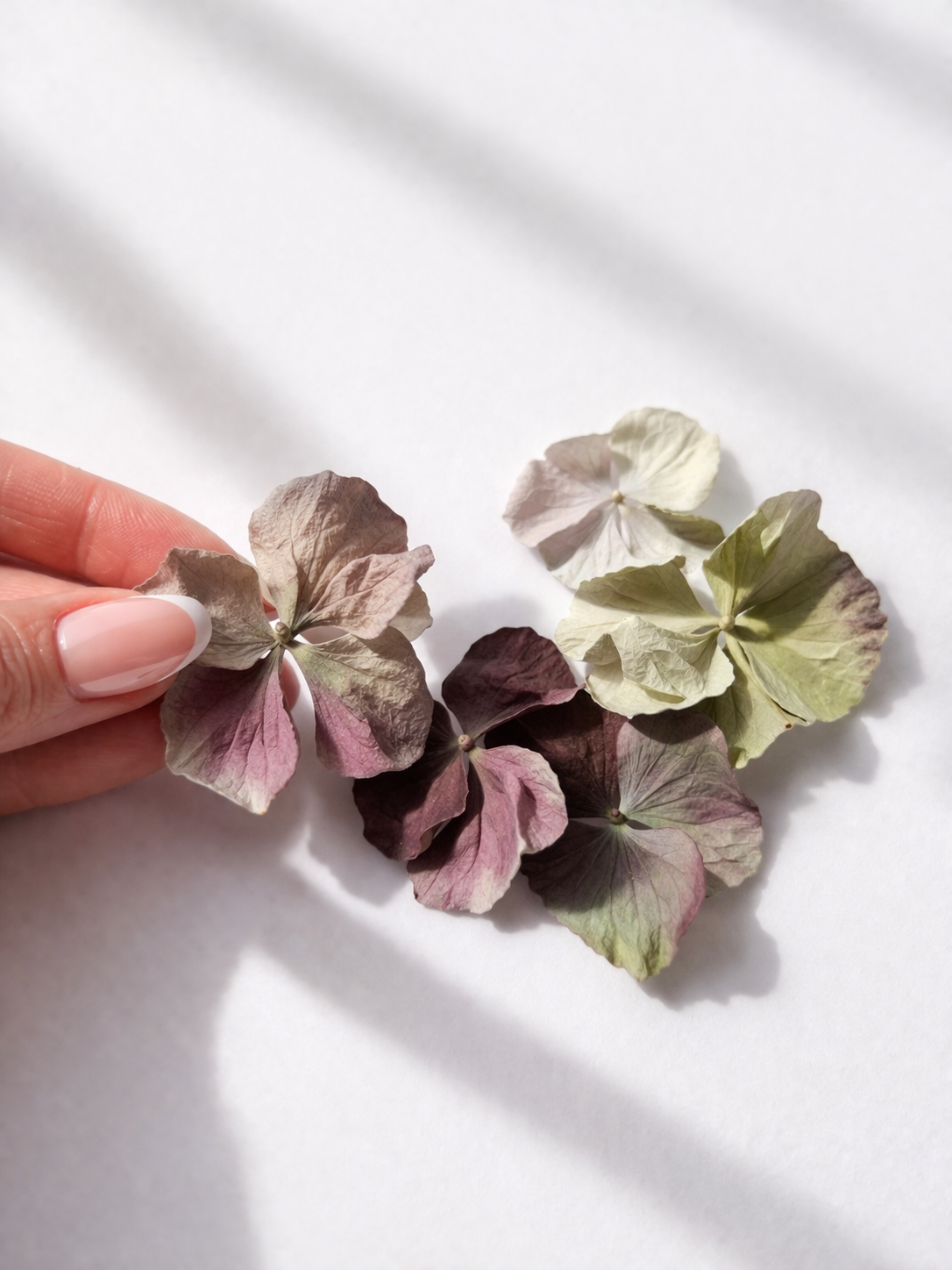 Sépales d'hortensia séchés pastels – détail textures rose poudré, vert d'eau et crème en lumière naturelle | The Originea