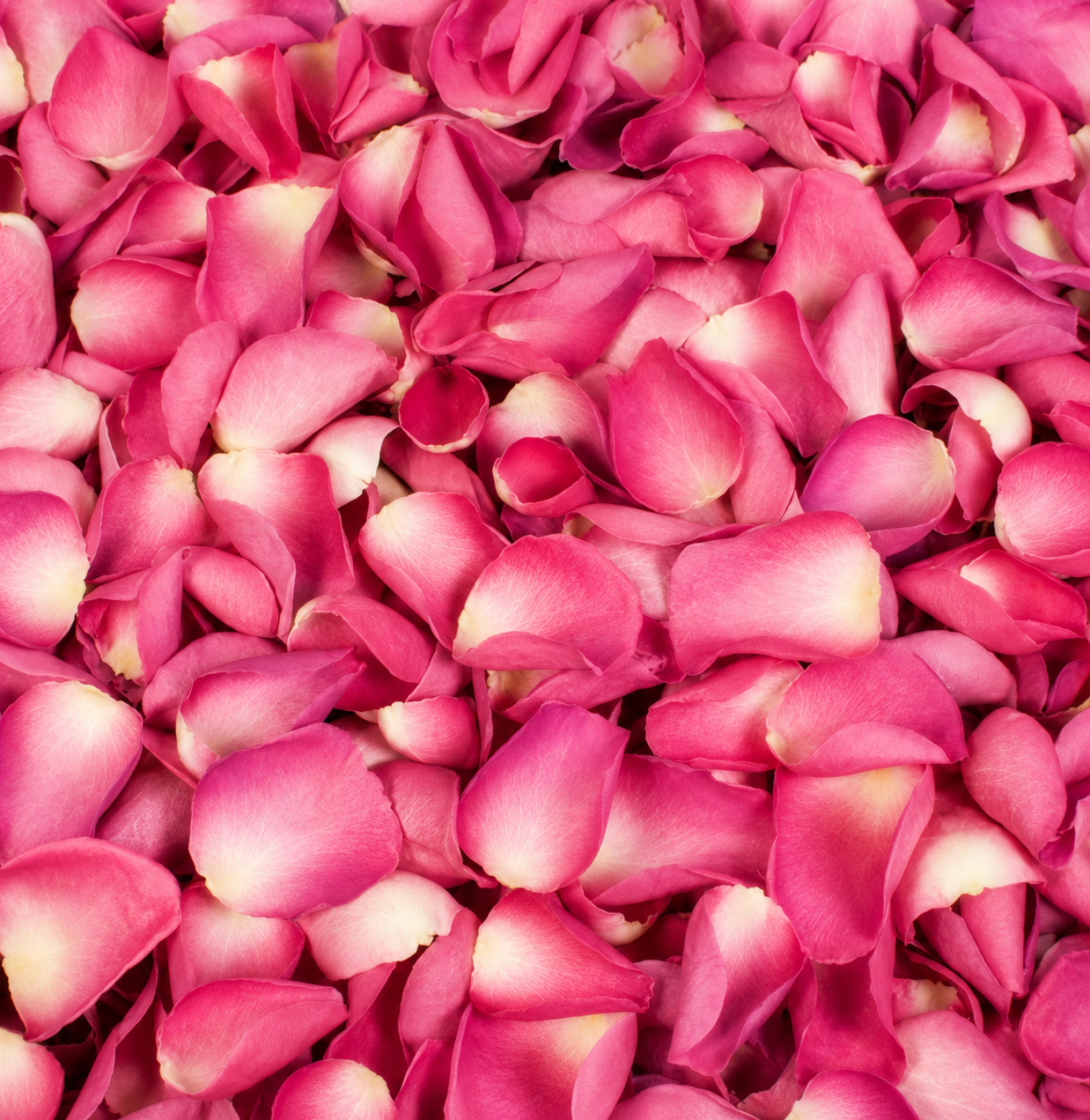 Pétales de rose rose pourpre séchés — macro plein cadre texture veloutée, confettis mariage biodégradables The Originea