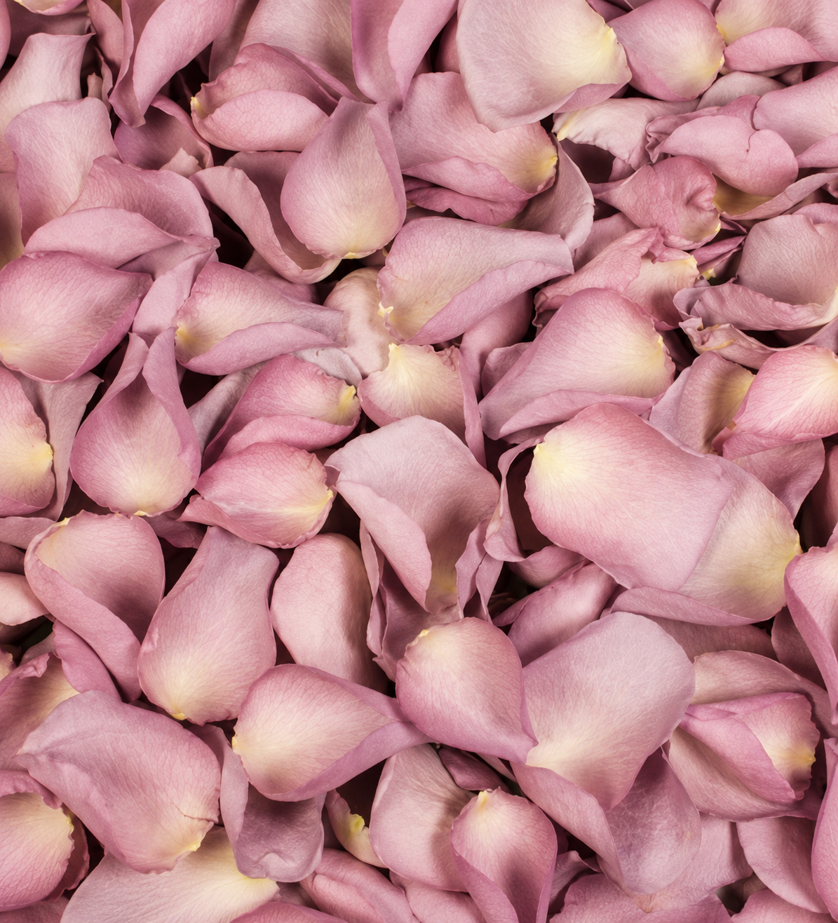 Pétales de rose lavande élégant séchés — macro plein cadre texture veloutée mauve, confettis mariage biodégradables The Originea