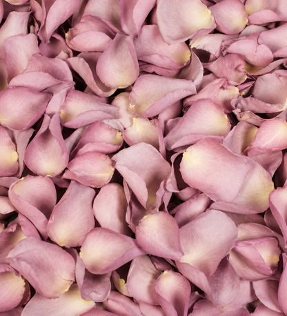 Pétales de rose lavande élégant séchés — macro plein cadre texture veloutée mauve, confettis mariage biodégradables The Originea