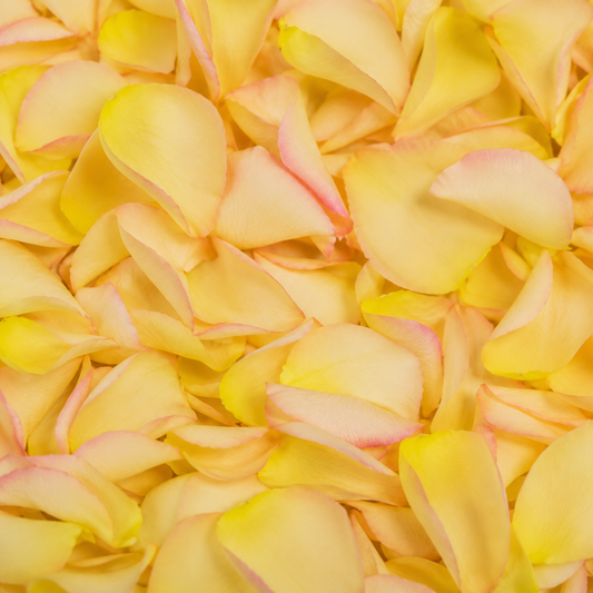 Pétales de rose jaune-rose séchés — macro plein cadre texture veloutée jaune bord rosé, confettis mariage biodégradables | The Originea