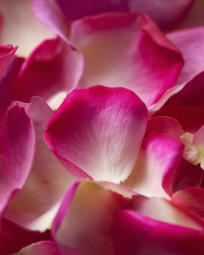 Gros plan pétales de rose rose pourpre lyophilisés — détail velouté fuchsia et crème, confettis naturels mariage