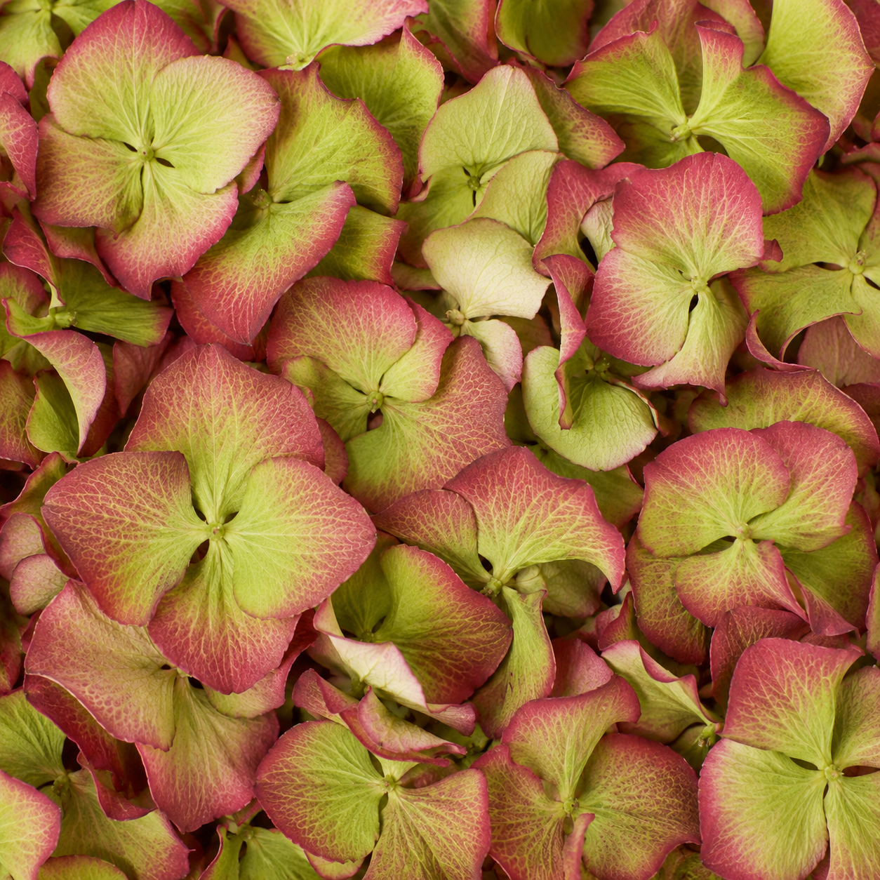 Pétales d'hortensia vert antique séchés — macro plein cadre teinte vintage vert et bordeaux, confettis mariage biodégradables | The Originea