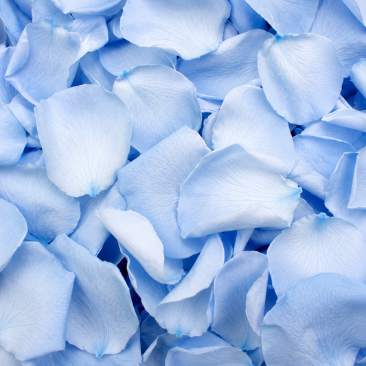 Pétales de rose bleue conservés — macro plein cadre texture soyeuse teinte azur, confettis mariage biodégradables | The Originea