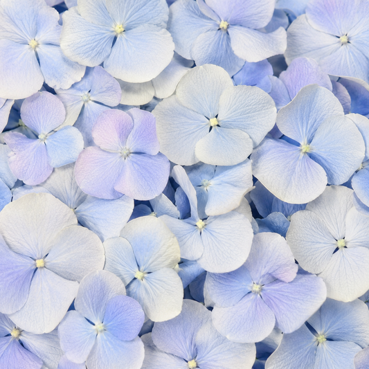 Pétales d'hortensia bleu clair séchés — macro plein cadre teinte azur délicate, confettis mariage biodégradables | The Originea