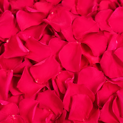 Pétales de rose cerise foncé conservés — macro plein cadre texture veloutée rose-rouge, confettis mariage biodégradables | The Originea
