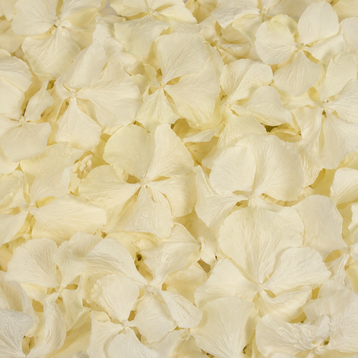 Pétales d'hortensia blanc ivoire séchés — macro plein cadre texture papier de soie, confettis mariage bohème | The Originea