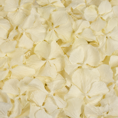 Pétales d'hortensia blanc ivoire séchés — macro plein cadre texture papier de soie, confettis mariage bohème | The Originea