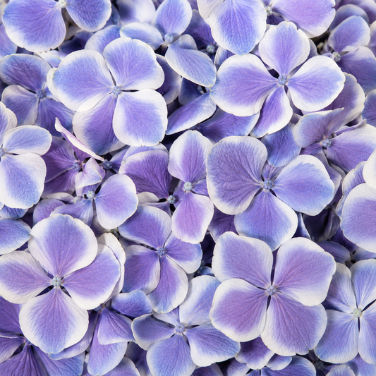 Pétales d'hortensia lilas et blanc séchés — macro plein cadre teinte mauve-violet, confettis mariage biodégradables | The Originea