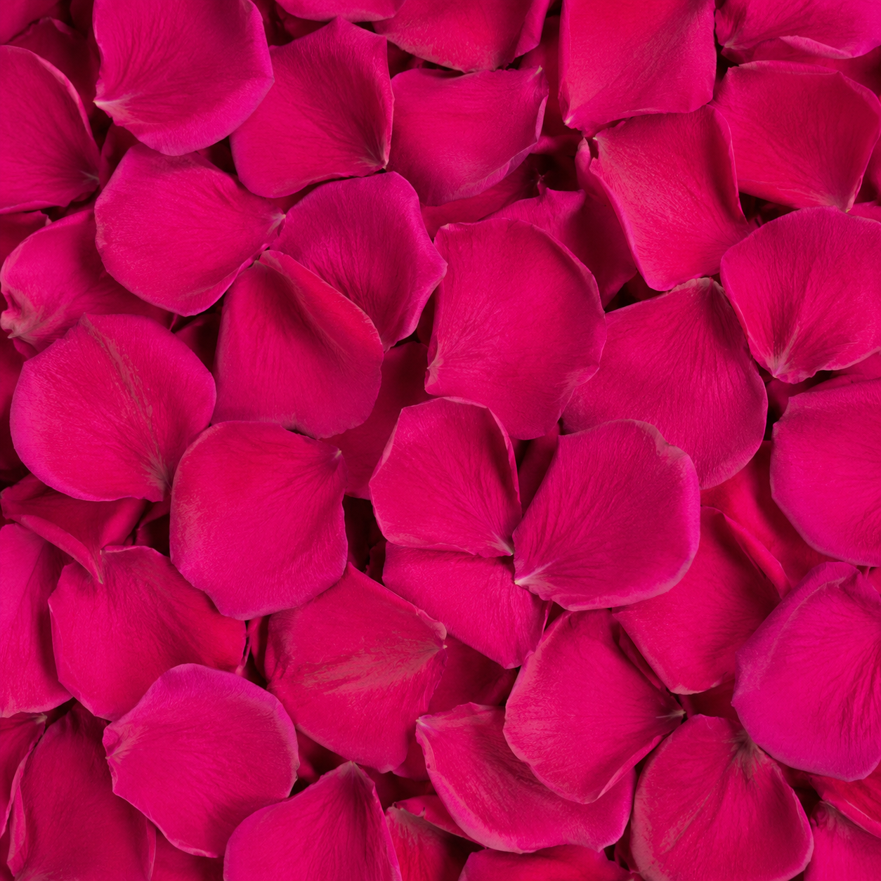 Pétales de rose magenta conservés — macro plein cadre texture veloutée rose-violacé, confettis mariage biodégradables | The Originea