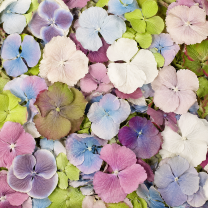 Mélange pétales d'hortensia séchés pastels — macro plein cadre rose lavande bleu vert crème, confettis mariage biodégradables | The Originea