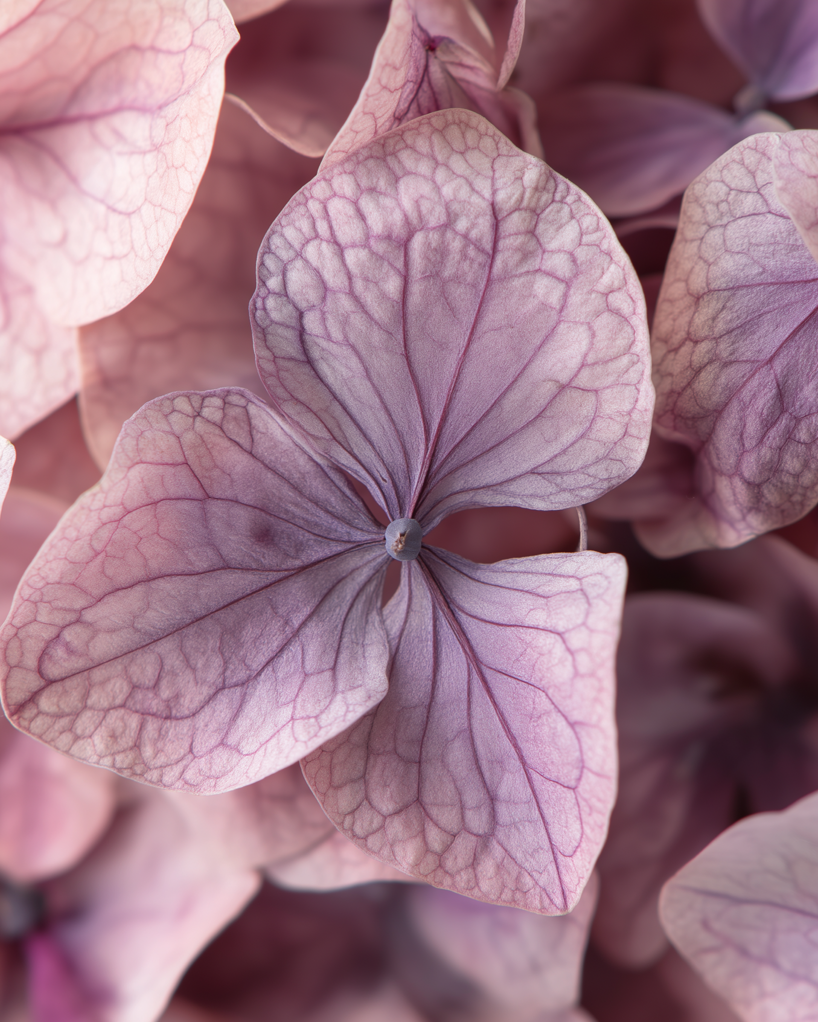 Macro pétales d'hortensias lavande séchés — texture délicate et qualité artisanale The Originea