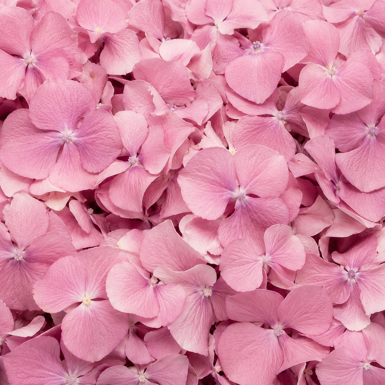 Pétales d'hortensia lavande séchés — macro plein cadre texture délicate, confettis mariage biodégradables | The Originea