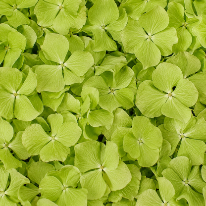 Pétales d'hortensia vert séchés — macro plein cadre texture délicate, confettis mariage biodégradables | The Originea