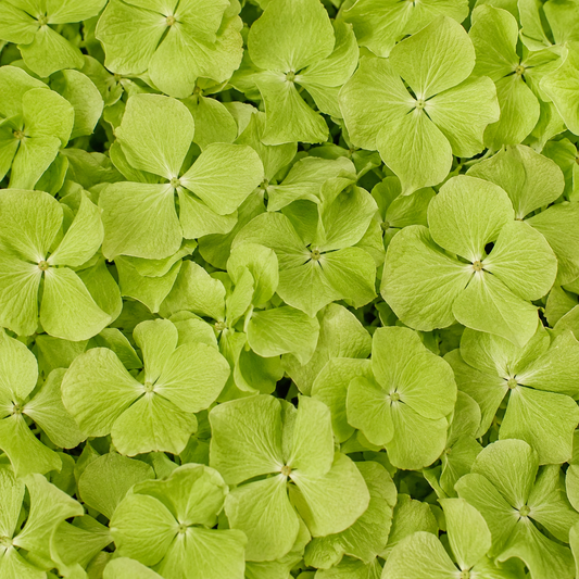 Pétales d'hortensia vert séchés — macro plein cadre texture délicate, confettis mariage biodégradables | The Originea