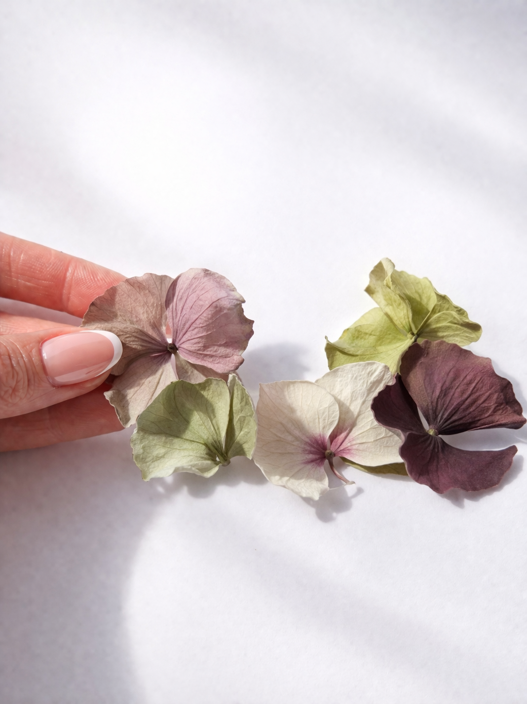 Main tenant des sépales d'hortensia séchés pastels aux teintes rose, vert et bordeaux sur fond blanc | The Originea