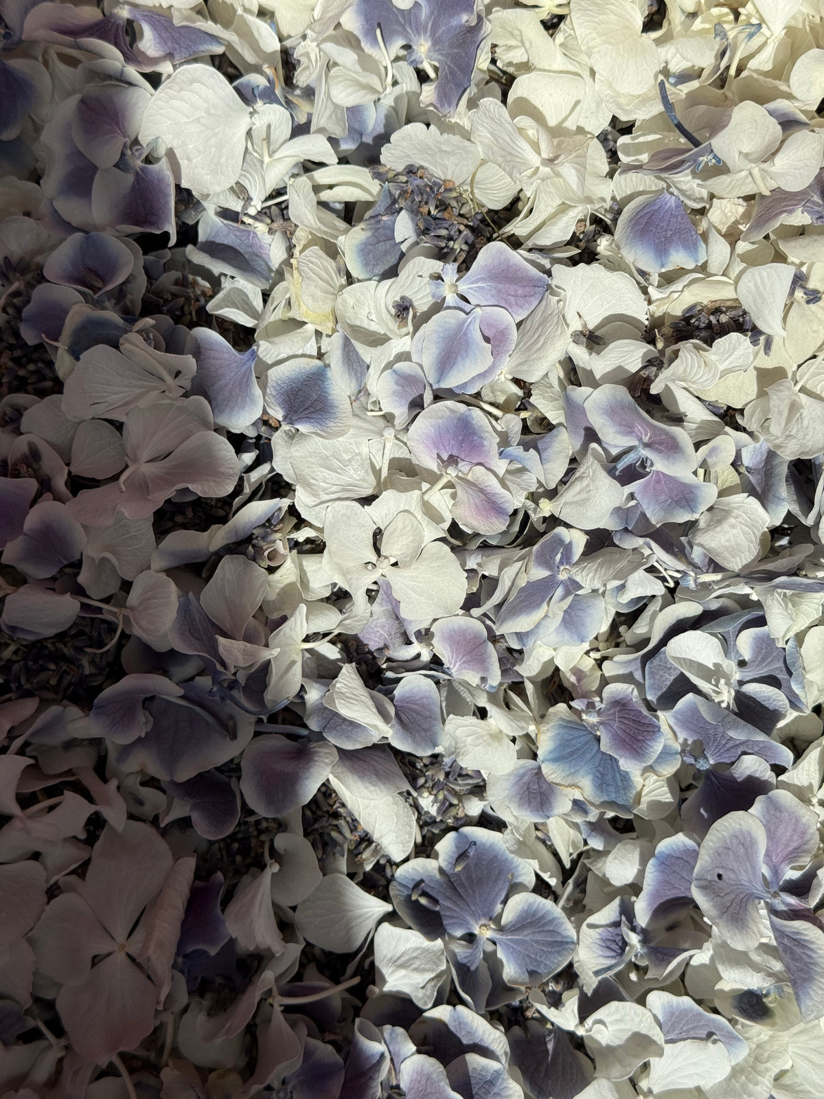 Pétales d'hortensia séchés blanc et mauve vrac | The Originea