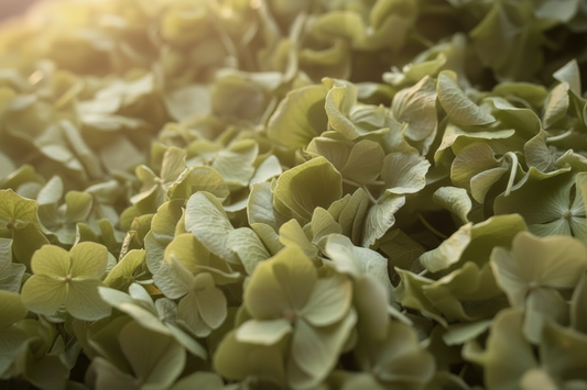 Macro plein cadre pétales d'hortensia vert séchés — texture naturelle vert sauge, confettis mariage 100% biodégradables | The Originea