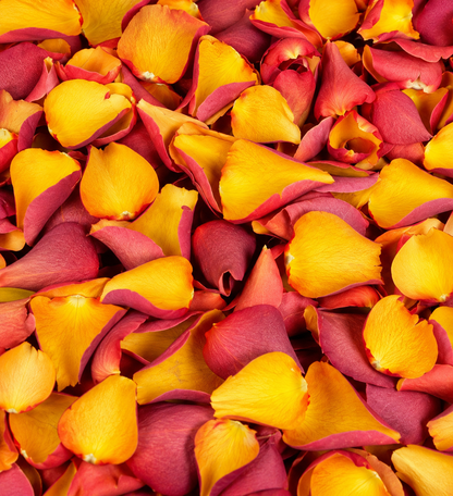 Pétales de rose orange et jaune conservés — confettis mariage | The Originea