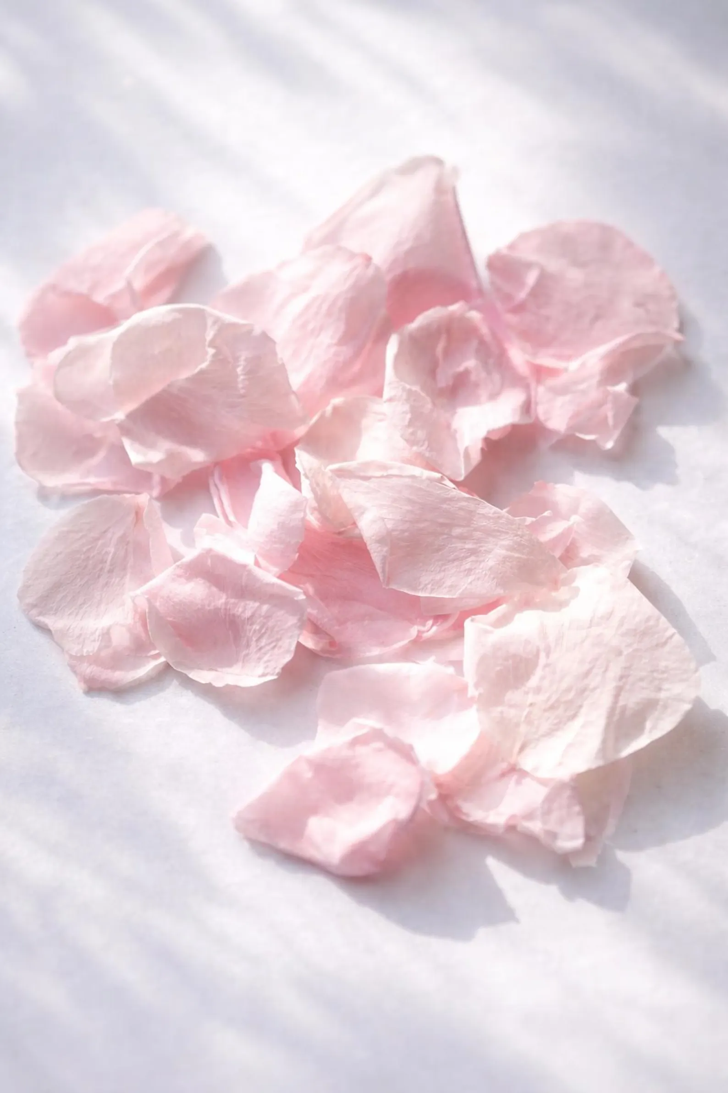 Pétales de rose pâle séchés éparpillés sur tissu blanc — lancer de confettis mariage | The Originea
