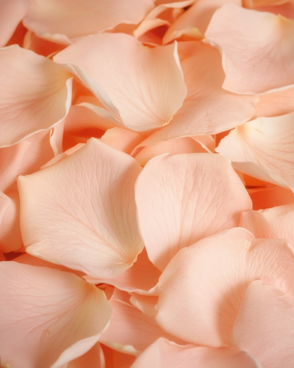 Pétales de rose pêche pastel conservés — macro plein cadre de la texture veloutée, confettis mariage biodégradables | The Originea