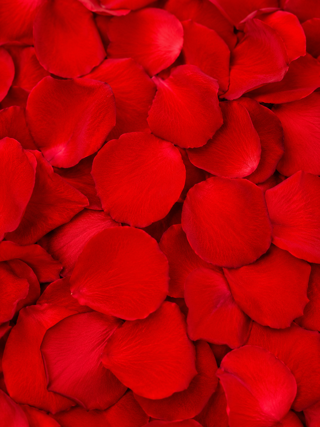 Pétales de rose rouge conservés — macro plein cadre de la texture velours écarlate, confettis mariage biodégradables | The Originea