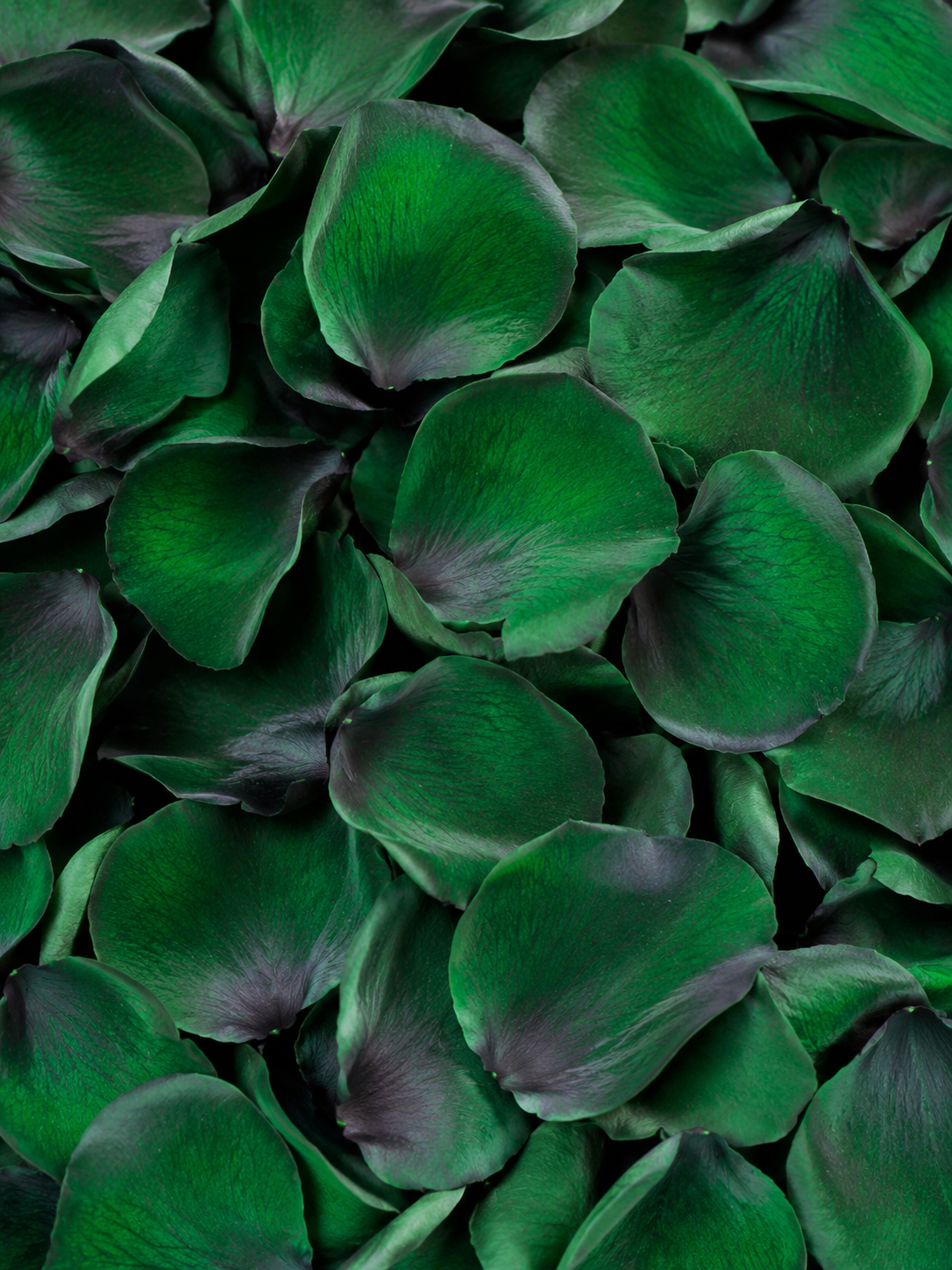 Pétales de rose vert foncé conservés — macro plein cadre de la texture émeraude veloutée, confettis mariage biodégradables | The Originea