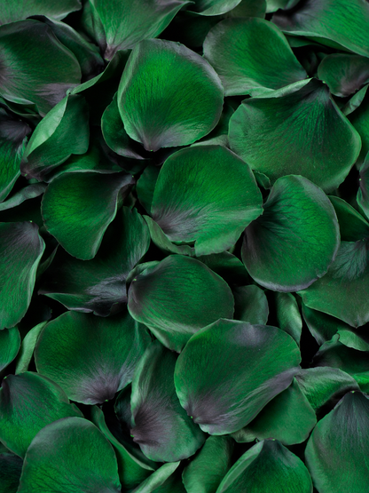 Pétales de rose vert foncé conservés — macro plein cadre de la texture émeraude veloutée, confettis mariage biodégradables | The Originea