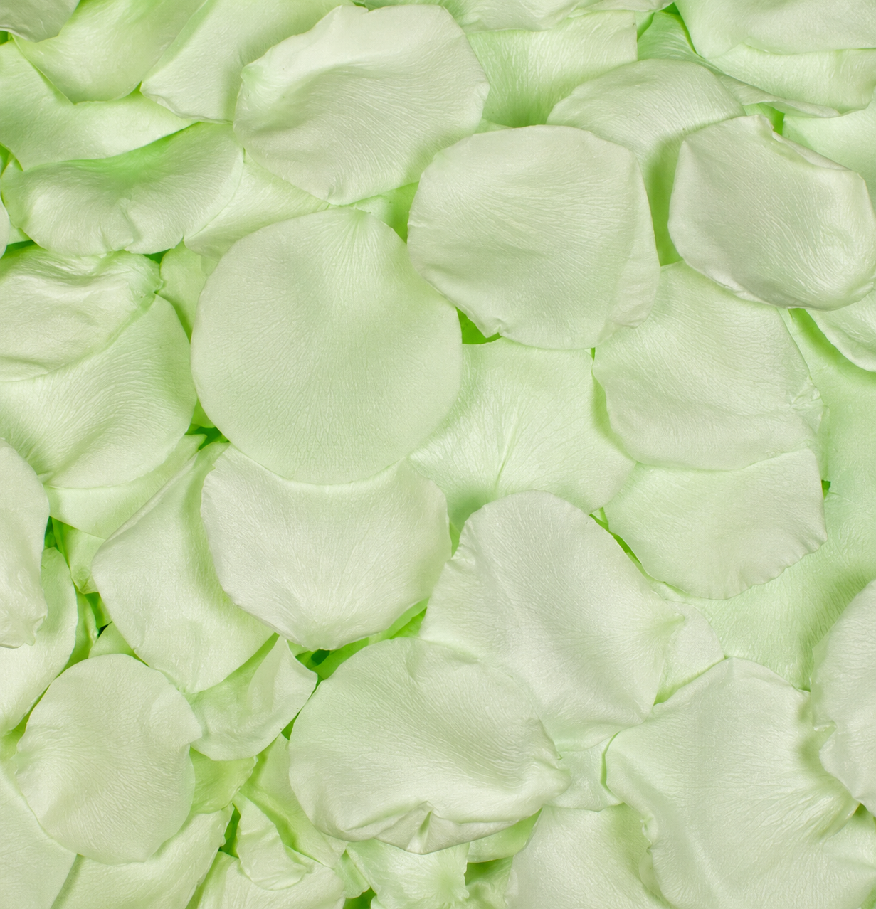 Pétales de rose vert menthe conservés — confettis mariage biodégradables | The Originea