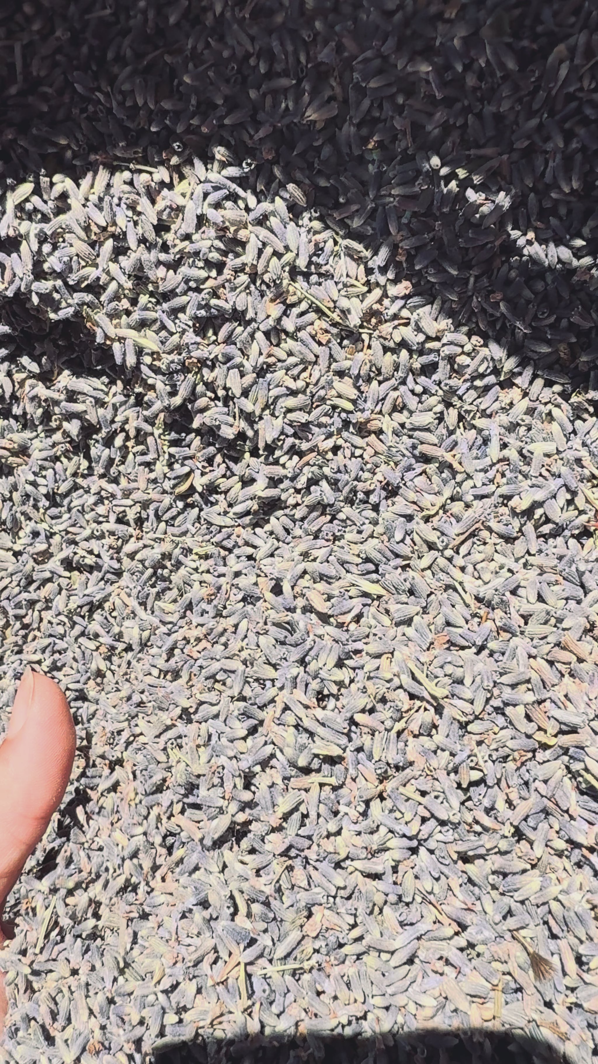 Confettis lavande pure AOP Provence — vidéo lifestyle mariage biodégradable | The Originea