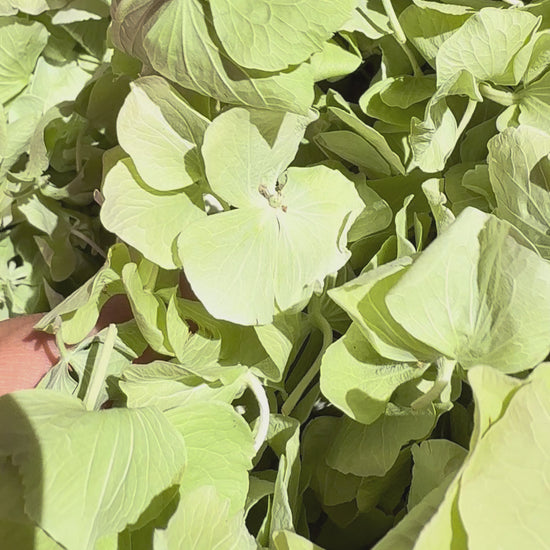 Pétales d'hortensia vert séchés — vidéo confettis mariage biodégradables naturels | The Originea