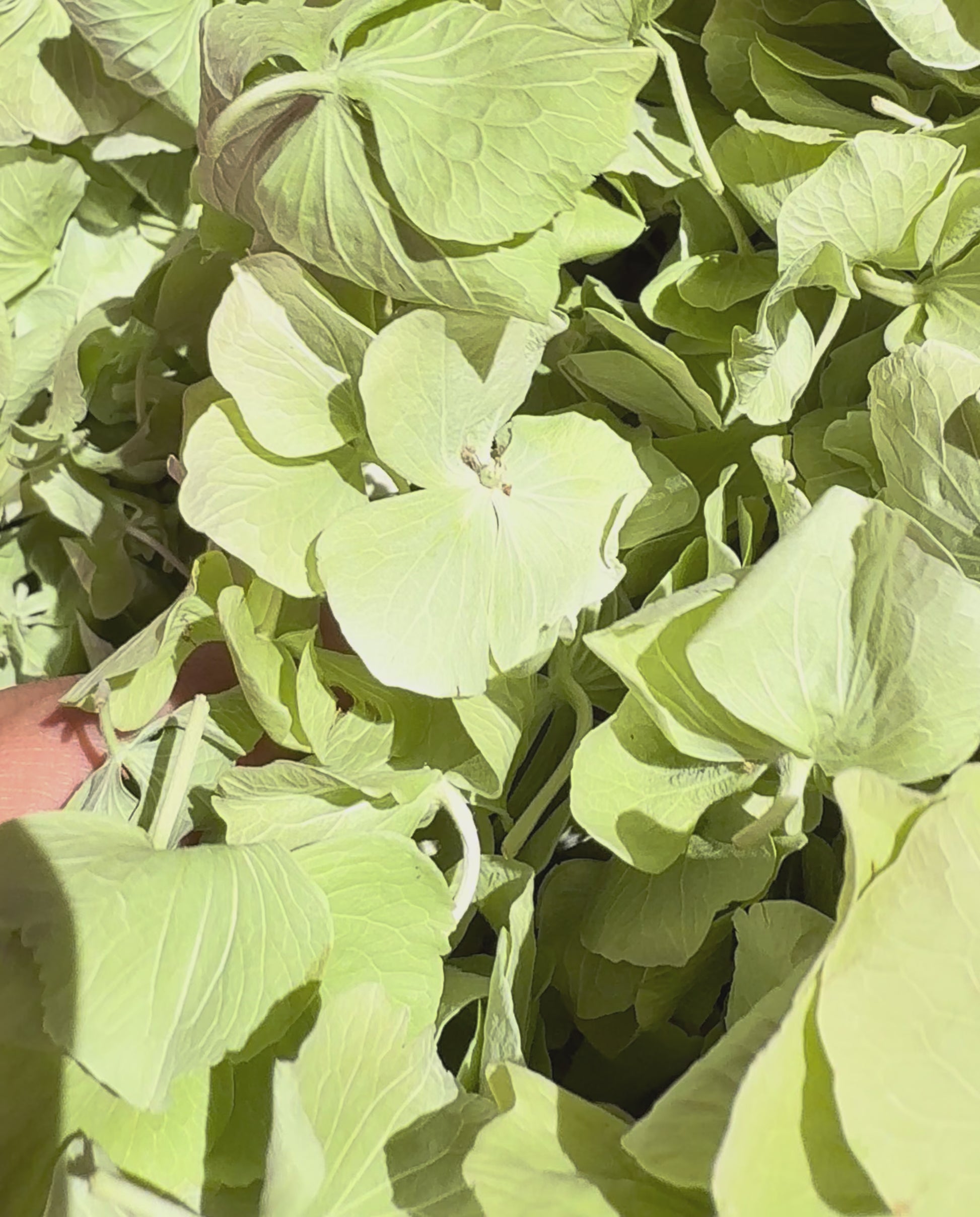 Pétales d'hortensia vert séchés — vidéo confettis mariage biodégradables naturels | The Originea