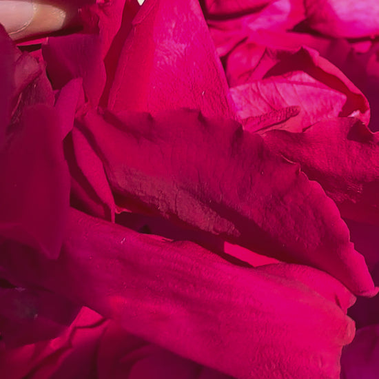 Pétales de rose magenta conservés — vidéo lifestyle confettis mariage | The Originea