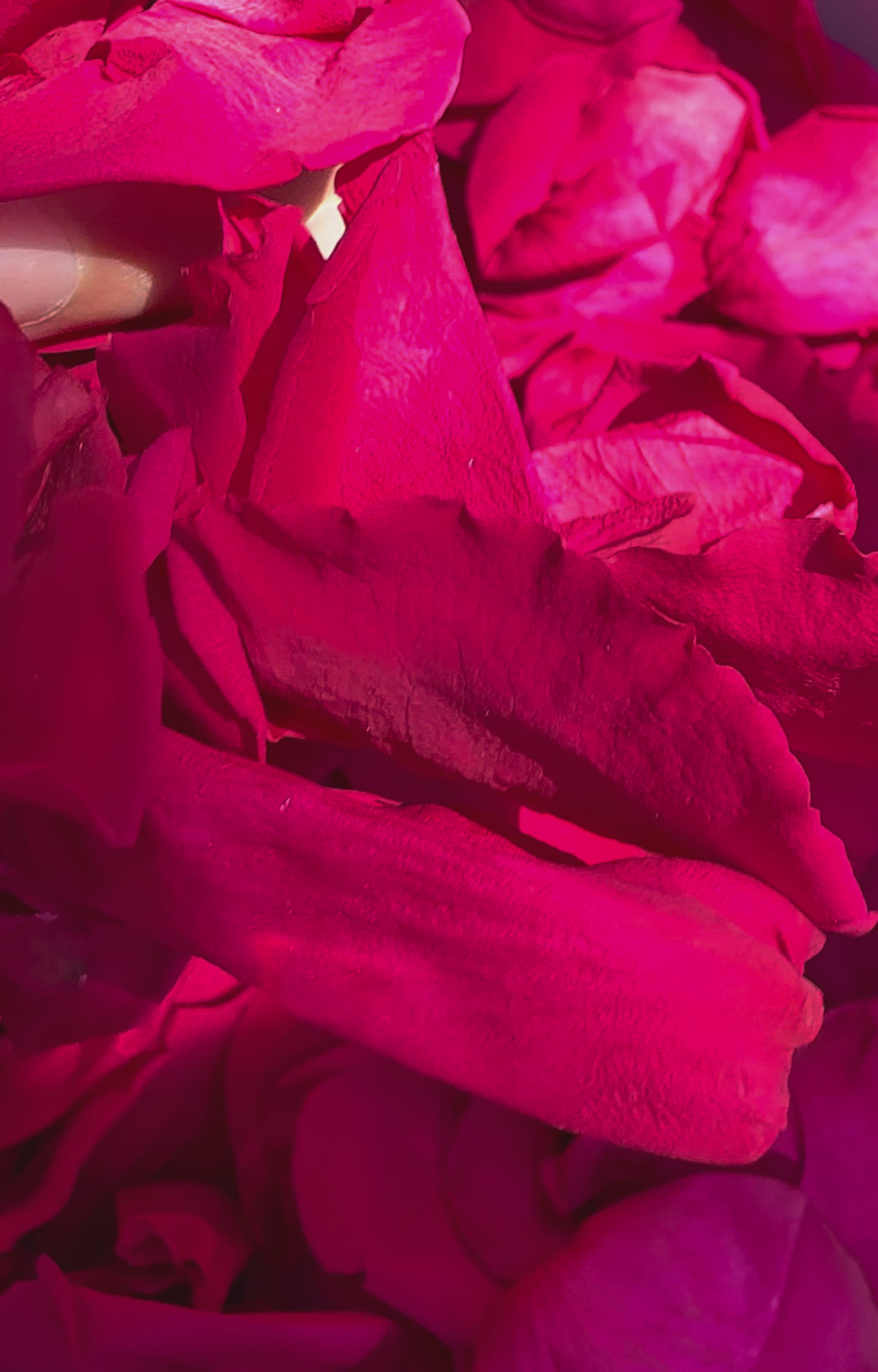 Pétales de rose magenta conservés — vidéo lifestyle confettis mariage | The Originea