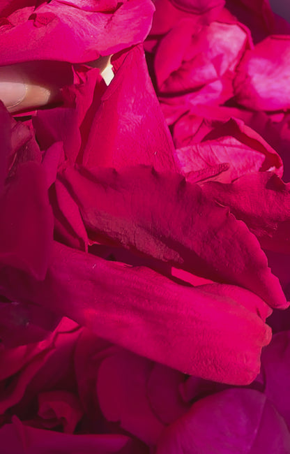 Pétales de rose magenta conservés — vidéo lifestyle confettis mariage | The Originea